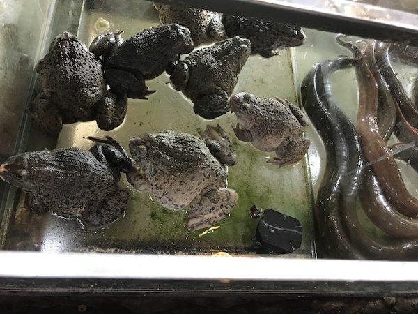 ranas para comer en vietnam 