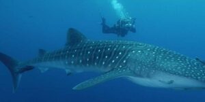Tiburón ballena en Filipinas